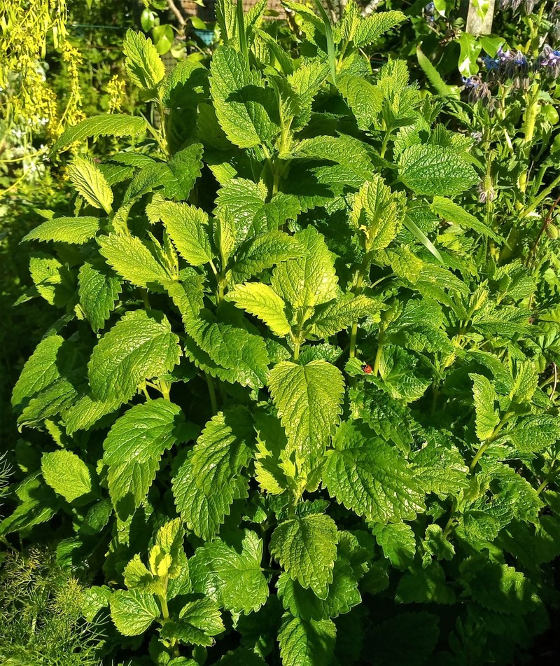 Common Balm