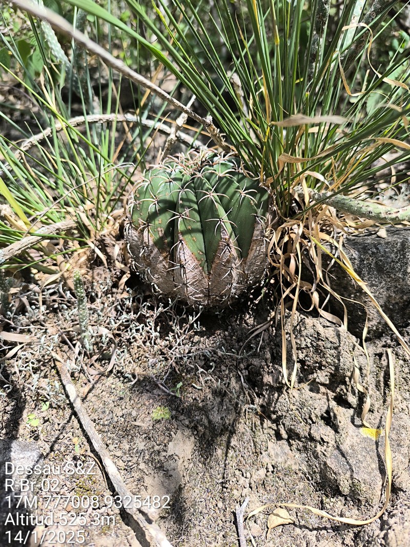 Melocactus bellavistensis subsp. bellavistensis