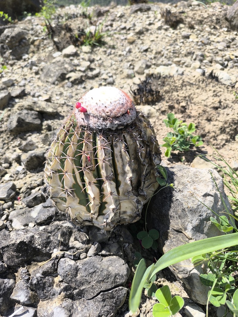 Melocactus bellavistensis subsp. bellavistensis photo 2