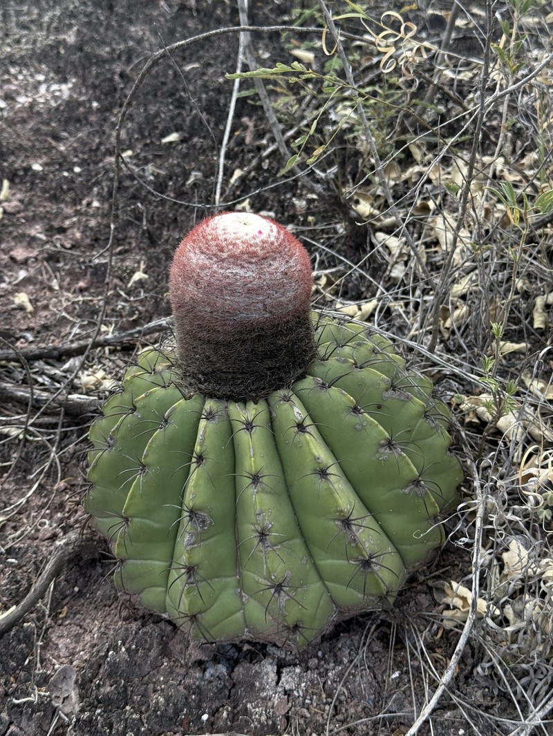 Melocactus bellavistensis subsp. bellavistensis photo 3