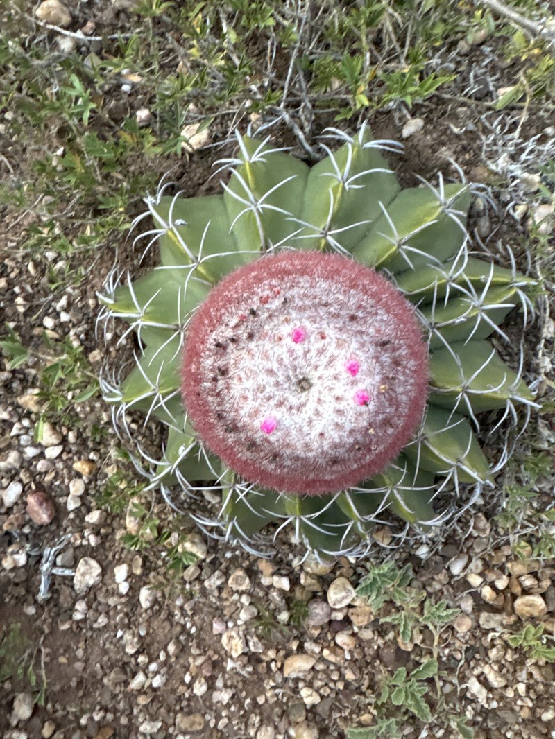 Melocactus bellavistensis subsp. bellavistensis photo 4