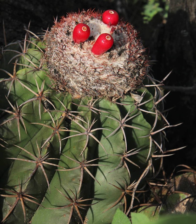 Melocactus curvispinus subsp. curvispinus