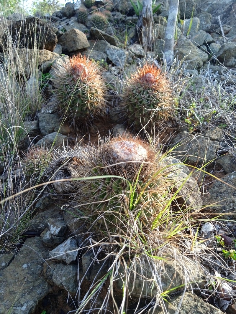 Melocactus curvispinus subsp. curvispinus photo 2