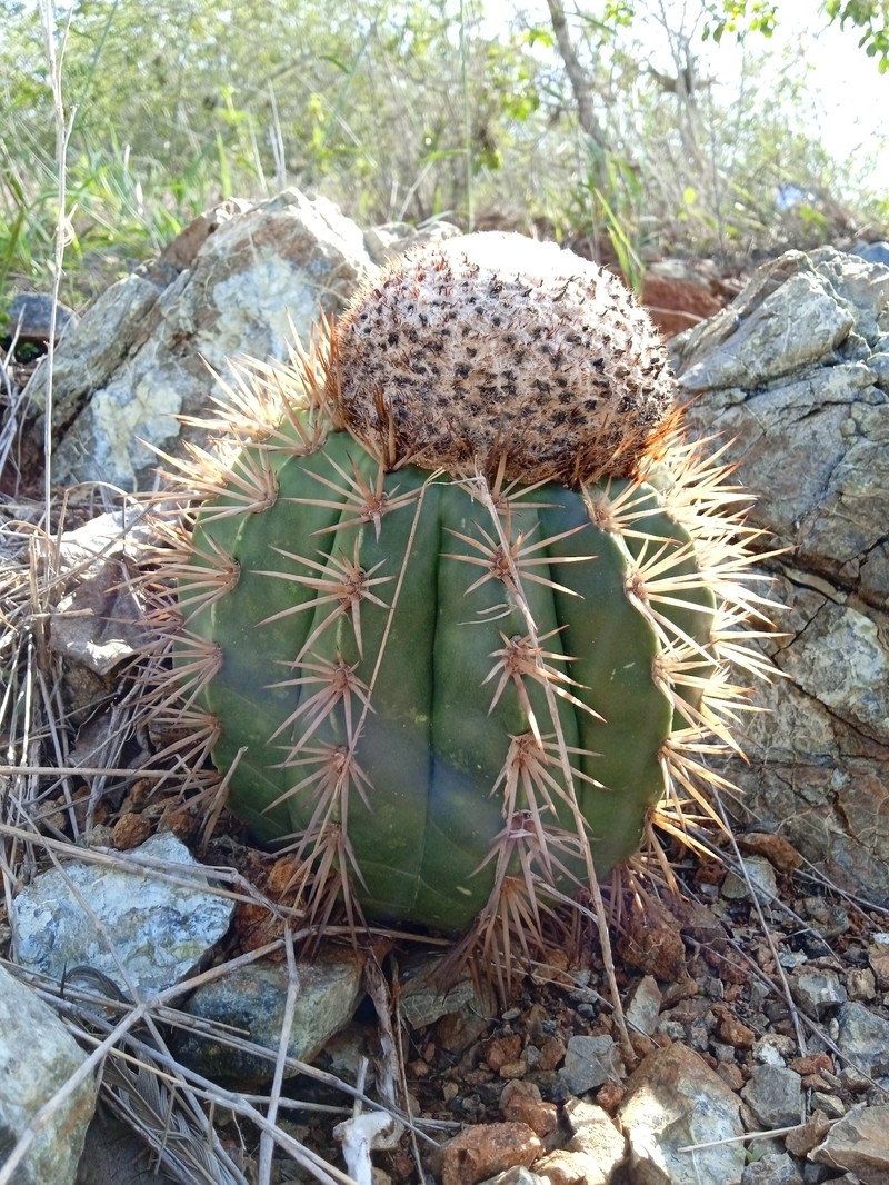 Melocactus curvispinus subsp. curvispinus photo 3