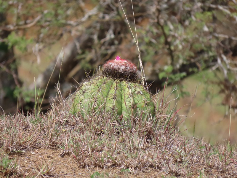 Melocactus curvispinus subsp. curvispinus photo 4