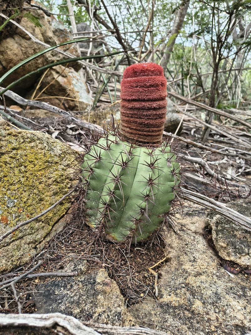 Melocactus inconcinnus subsp. inconcinnus