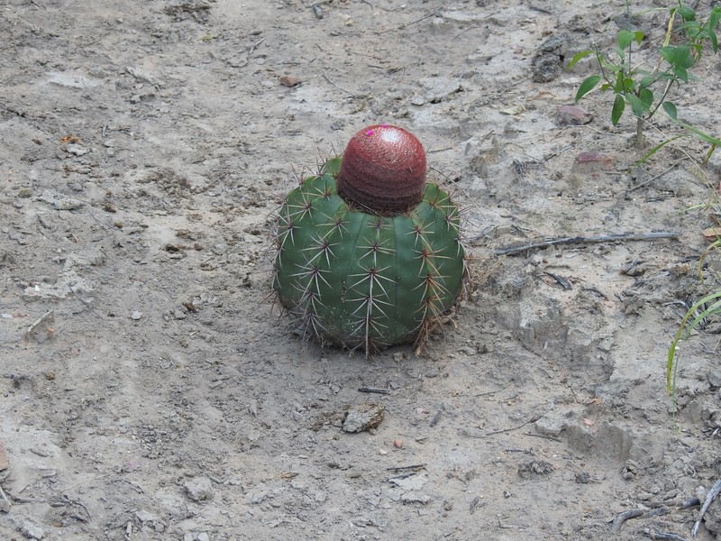 Melocactus inconcinnus subsp. inconcinnus photo 2