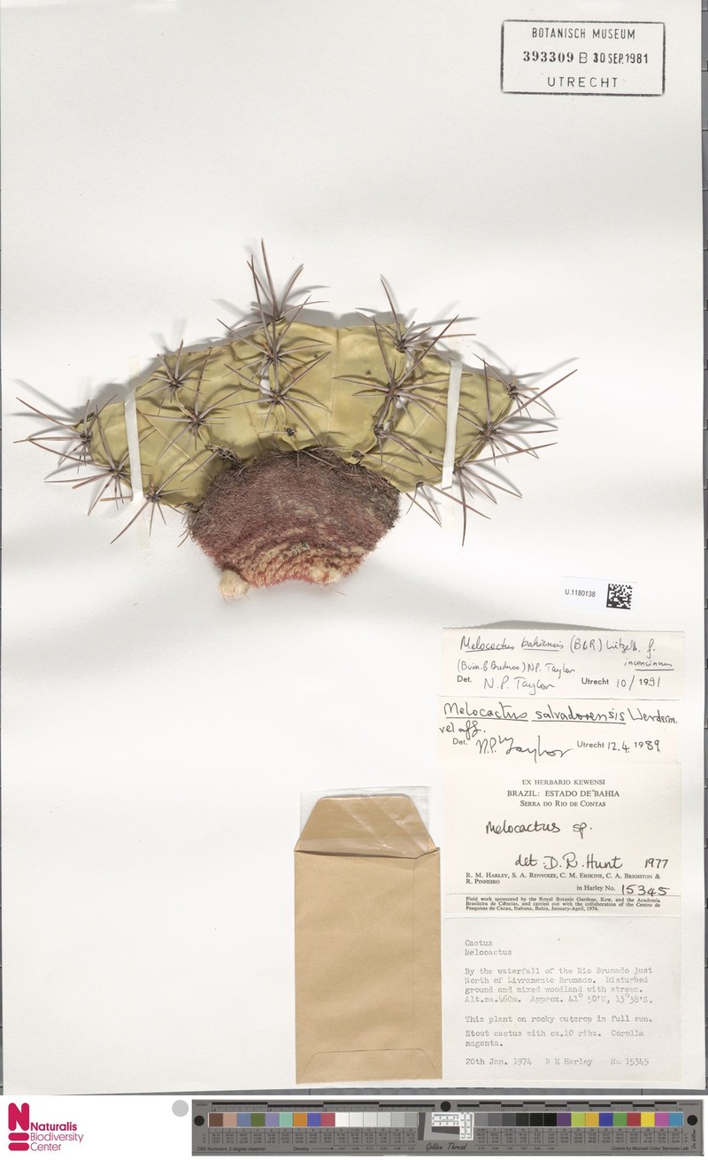 Melocactus inconcinnus subsp. inconcinnus photo 3