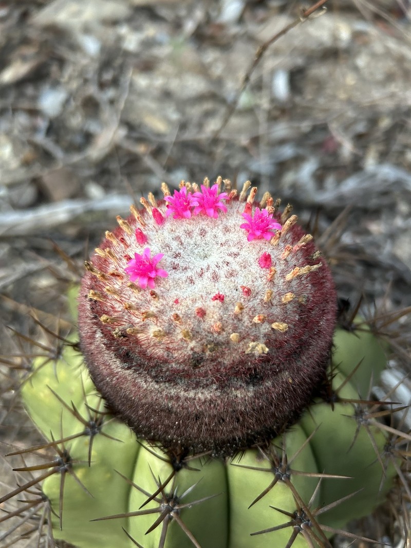Melocactus inconcinnus subsp. parvus