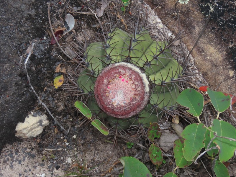Melocactus inconcinnus subsp. parvus photo 2