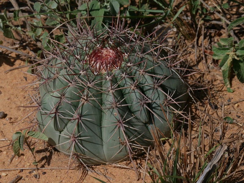 Melocactus inconcinnus subsp. parvus photo 3