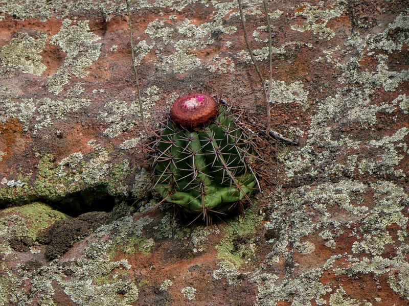 Melocactus inconcinnus subsp. parvus photo 4