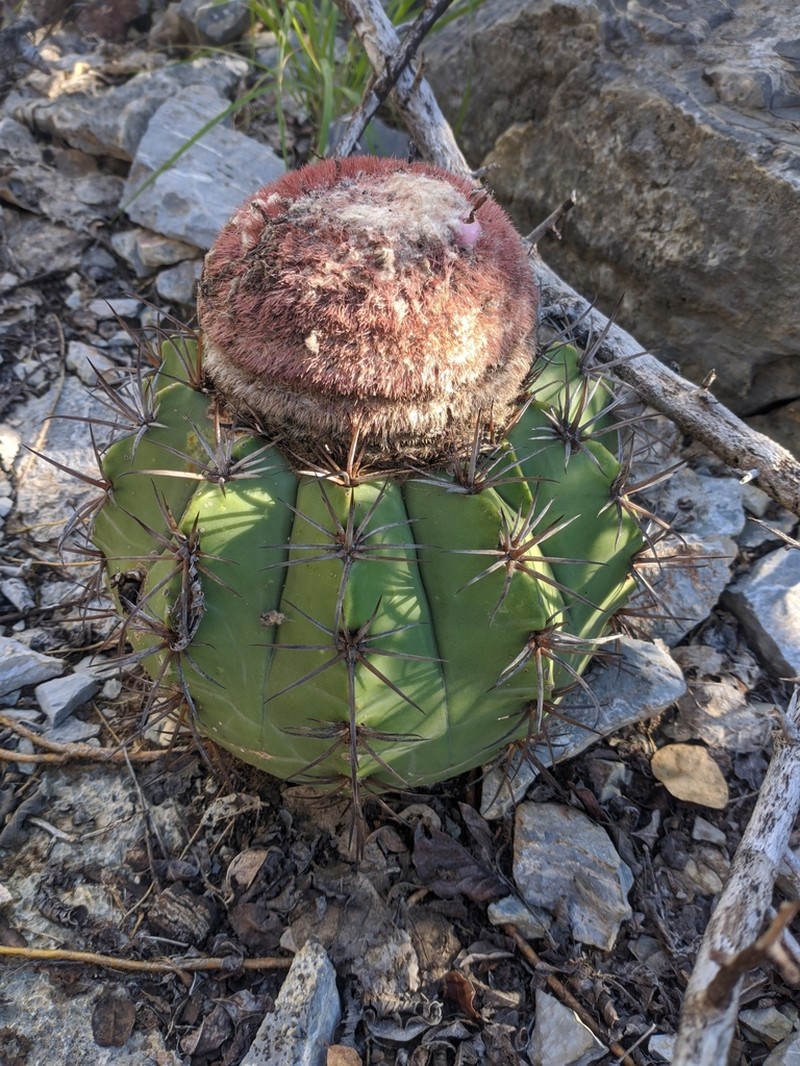 Melocactus neoviridescens photo 2