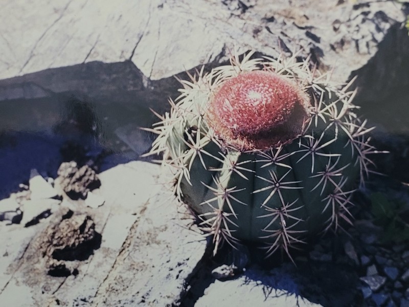 Melocactus neoviridescens photo 3