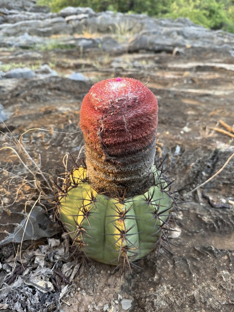 Melocactus neoviridescens photo 4