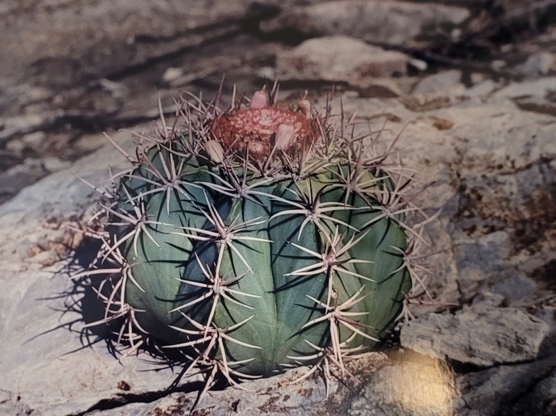Melocactus neoviridescens photo 7