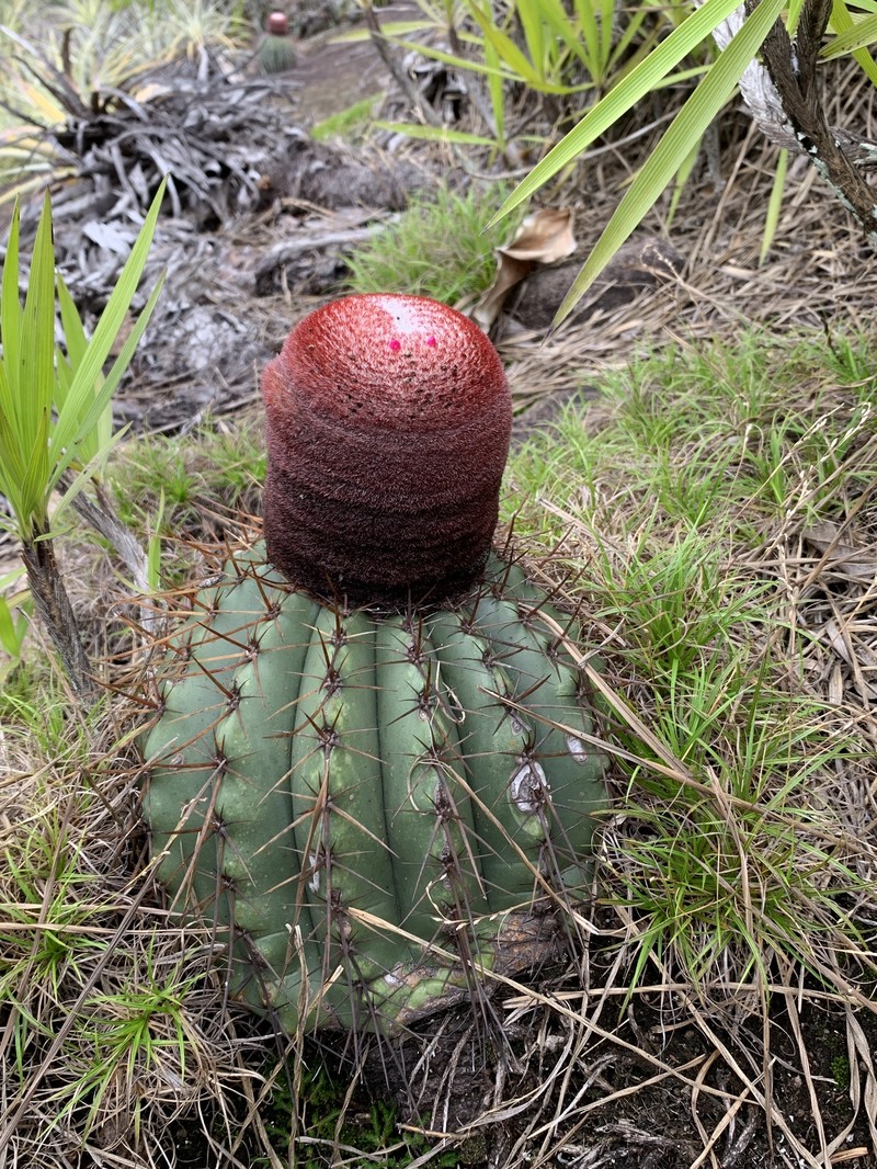 Melocactus oreas subsp. oreas