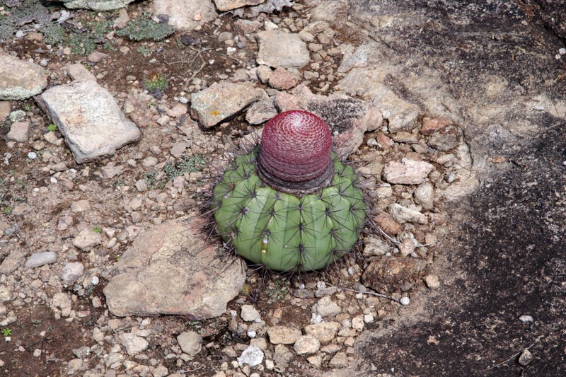 Melocactus oreas subsp. oreas photo 2
