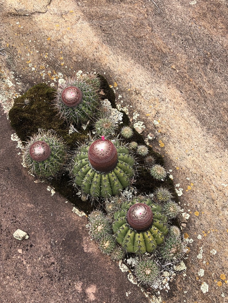 Melocactus oreas subsp. oreas photo 3