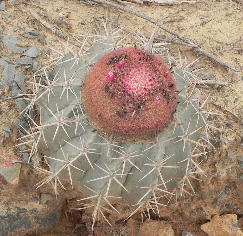 Melocactus salvadorensis subsp. oliveirae
