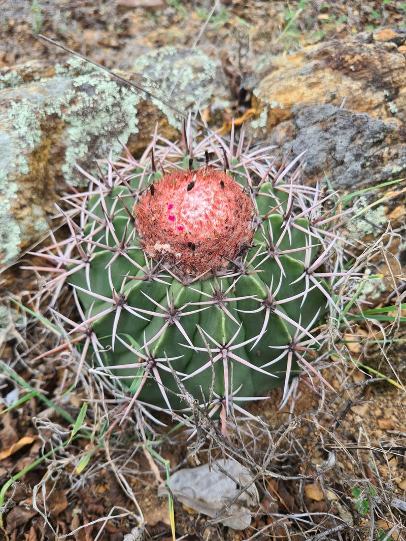 Melocactus salvadorensis subsp. salvadorensis
