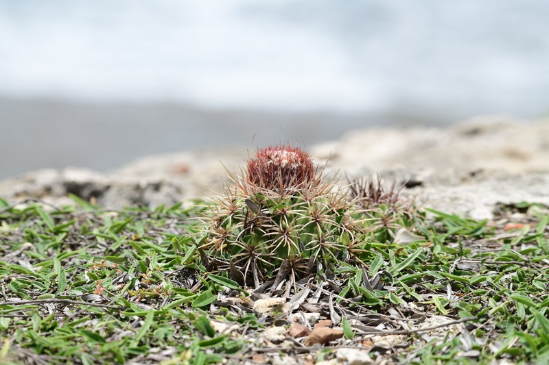 Melocactus santiagoensis