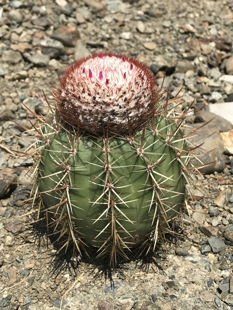 Melocactus santiagoensis photo 3