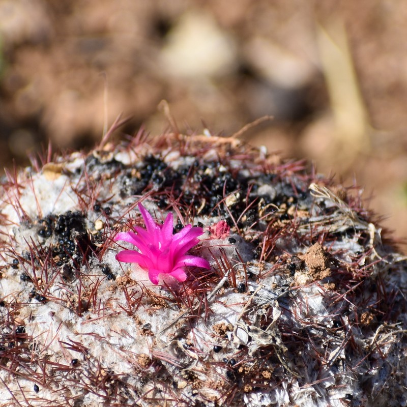 Melocactus santiagoensis photo 6