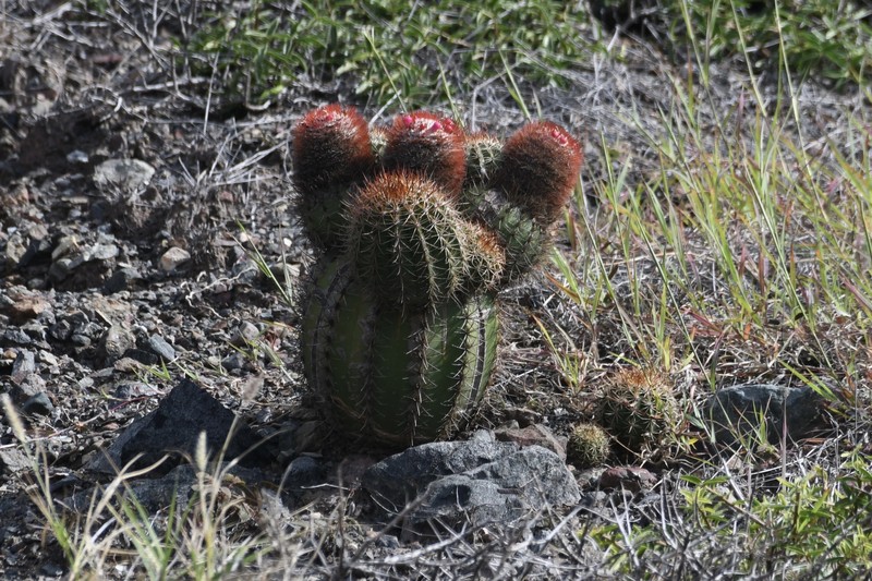Melocactus santiagoensis photo 7