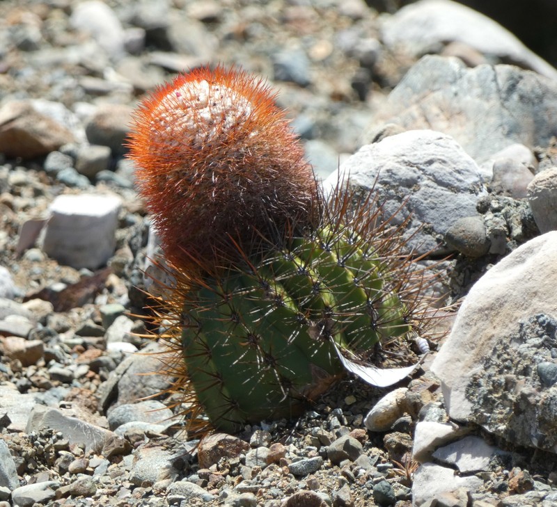 Melocactus santiagoensis photo 8