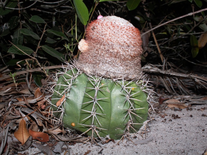 Melocactus violaceus subsp. violaceus