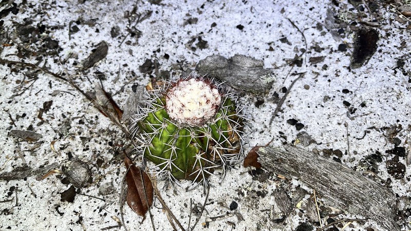 Melocactus violaceus subsp. violaceus photo 2