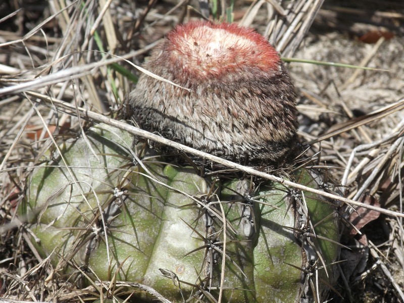 Melocactus violaceus subsp. violaceus photo 3