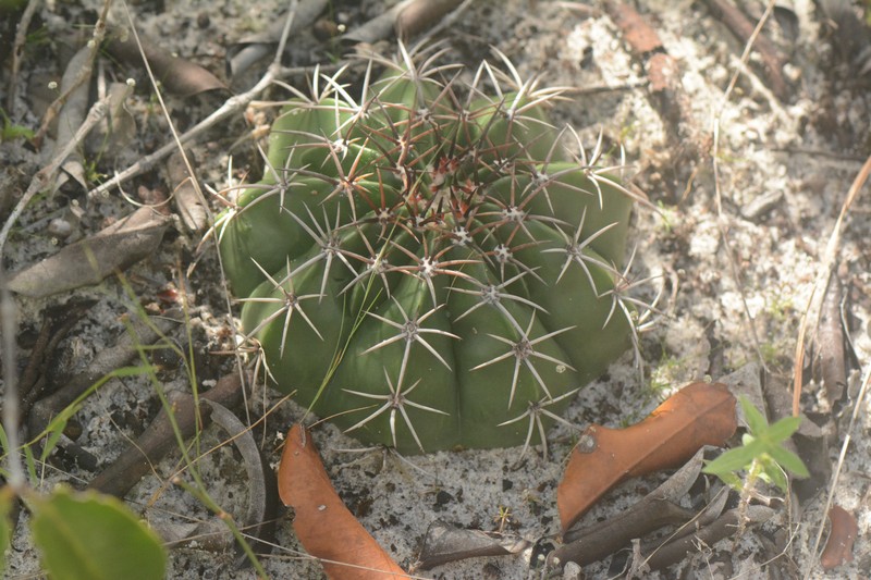 Melocactus violaceus subsp. violaceus photo 4