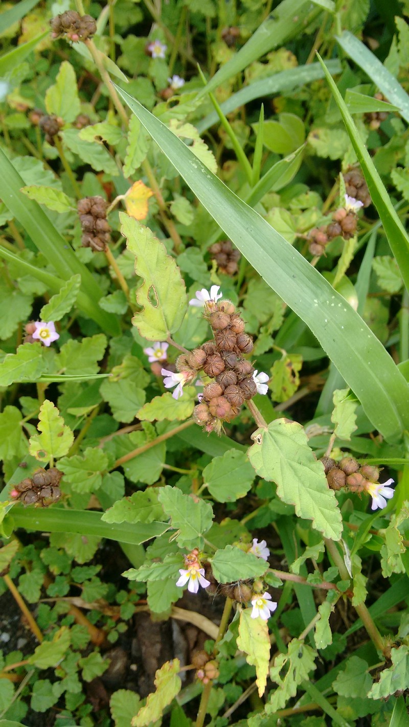 Chocolateweed photo 4