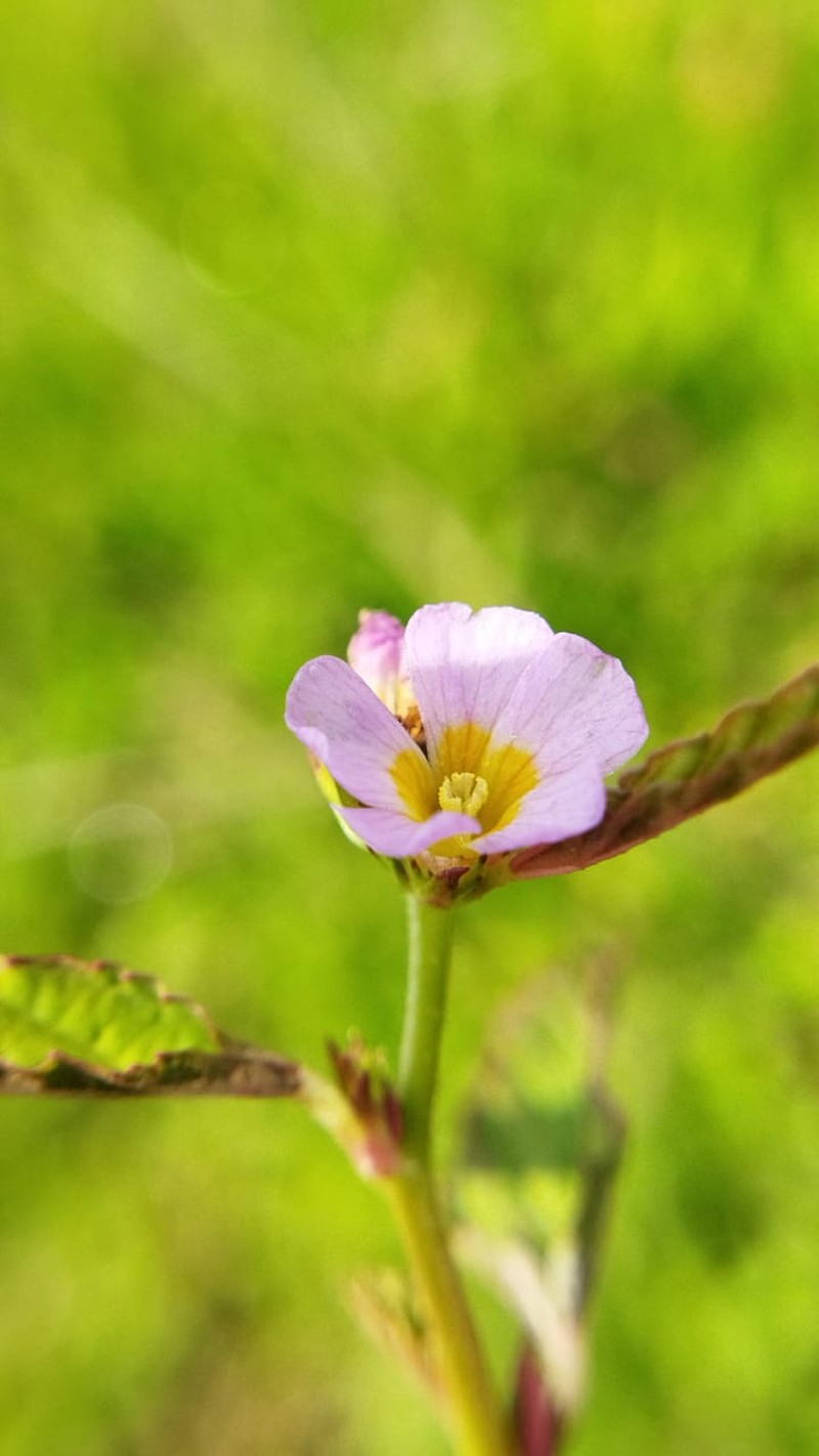 Chocolateweed photo 2