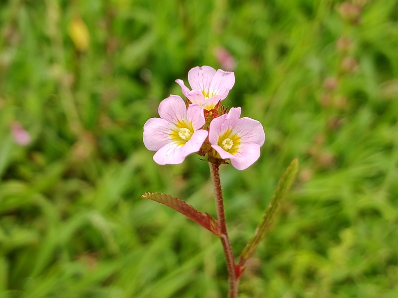 Chocolateweed photo 3