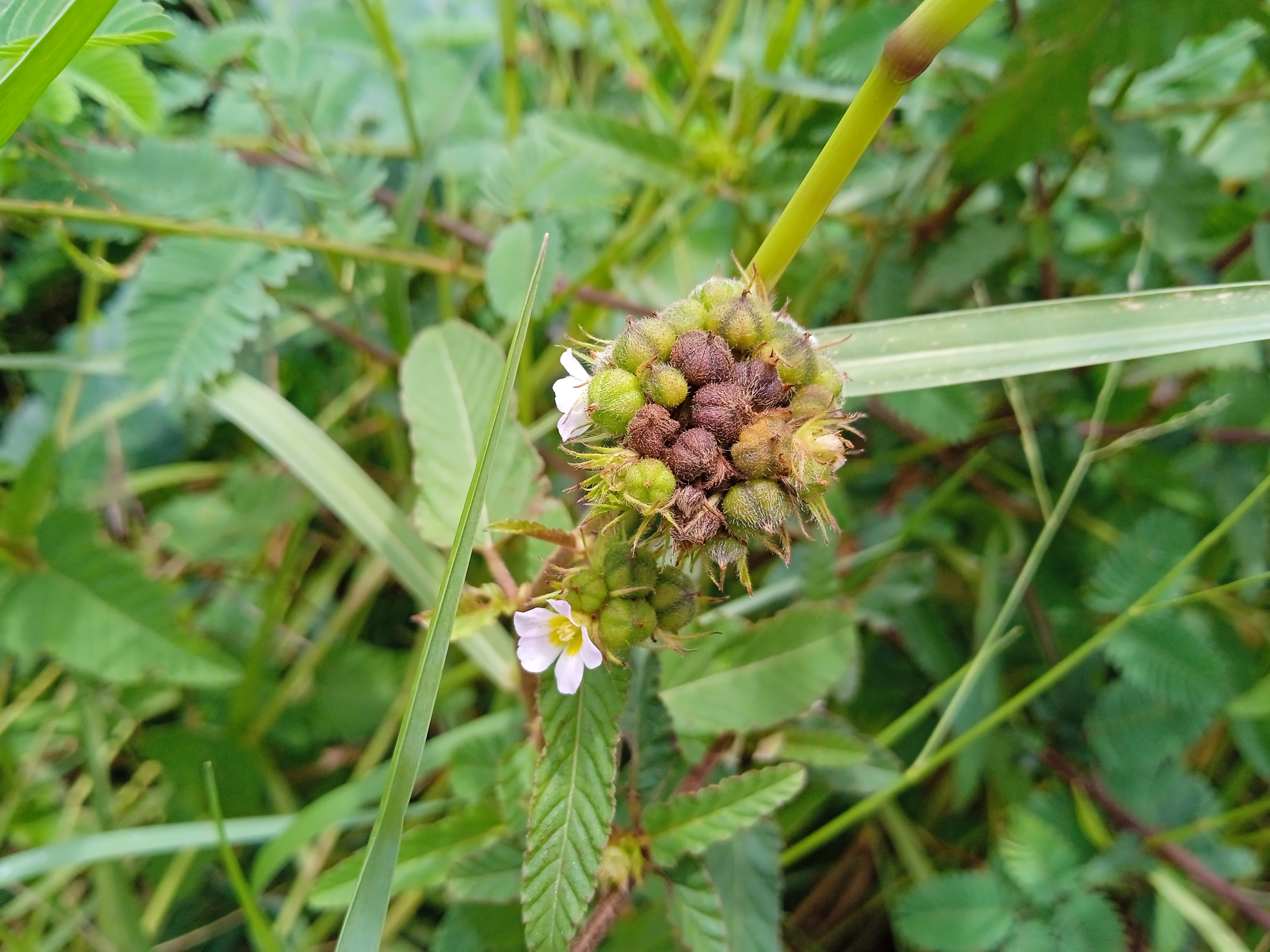 Chocolateweed photo 5