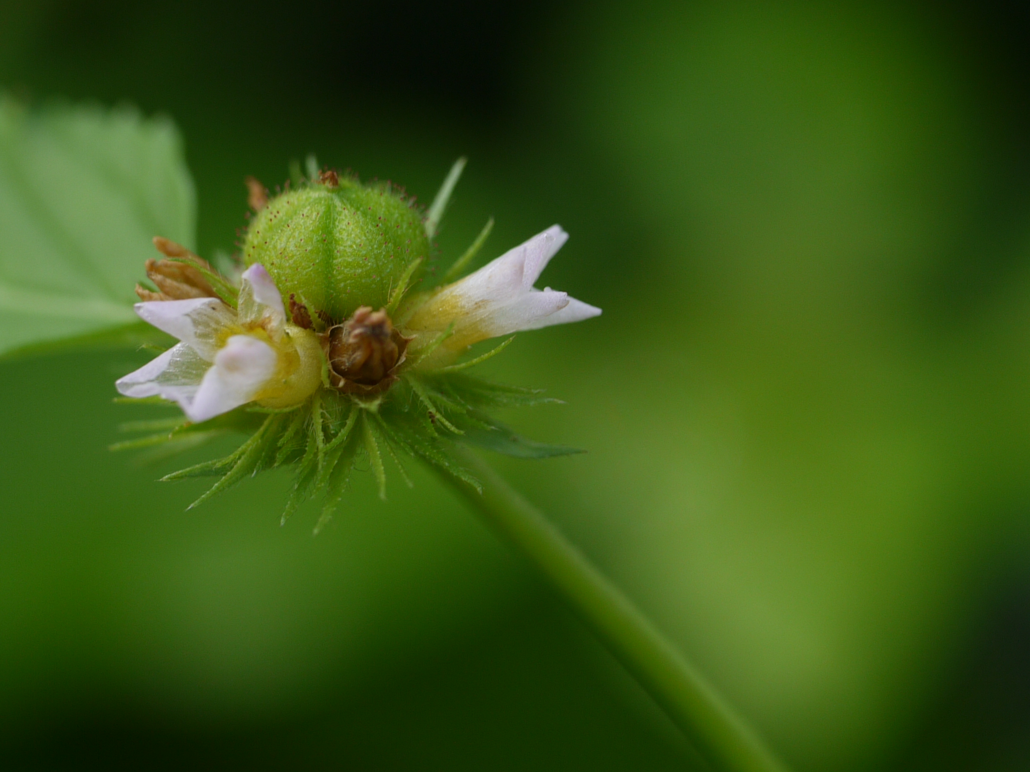 Chocolateweed photo 6