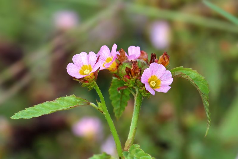 Chocolateweed photo 7