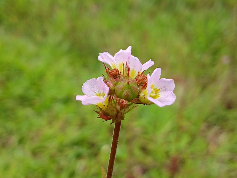 Chocolateweed photo 8