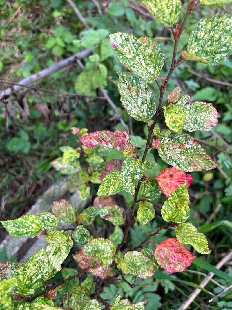 Bretonica Prieta photo 2