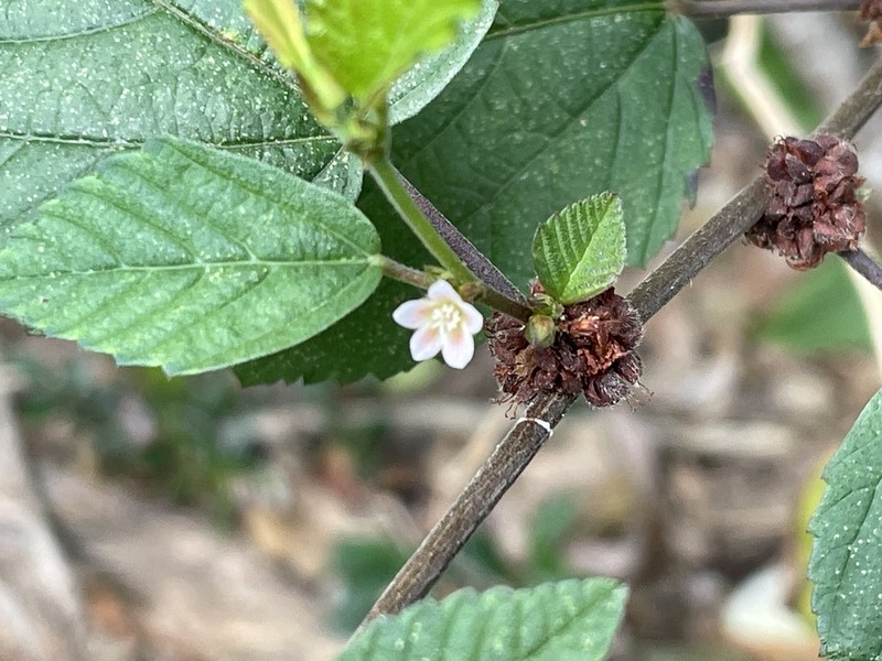 Bretonica Prieta photo 5