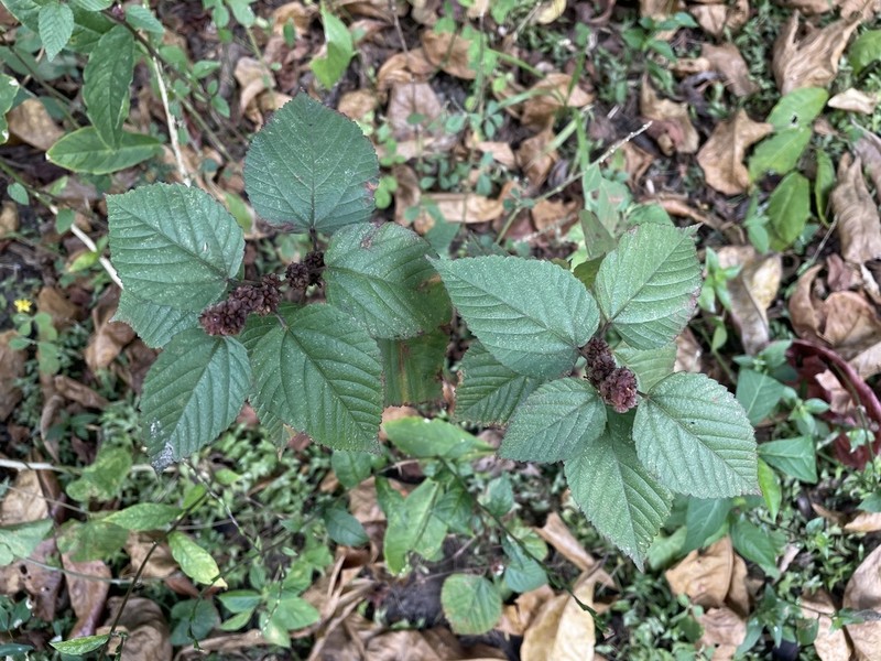 Bretonica Prieta photo 6