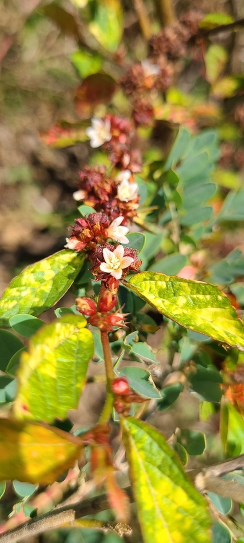 Bretonica Prieta photo 7