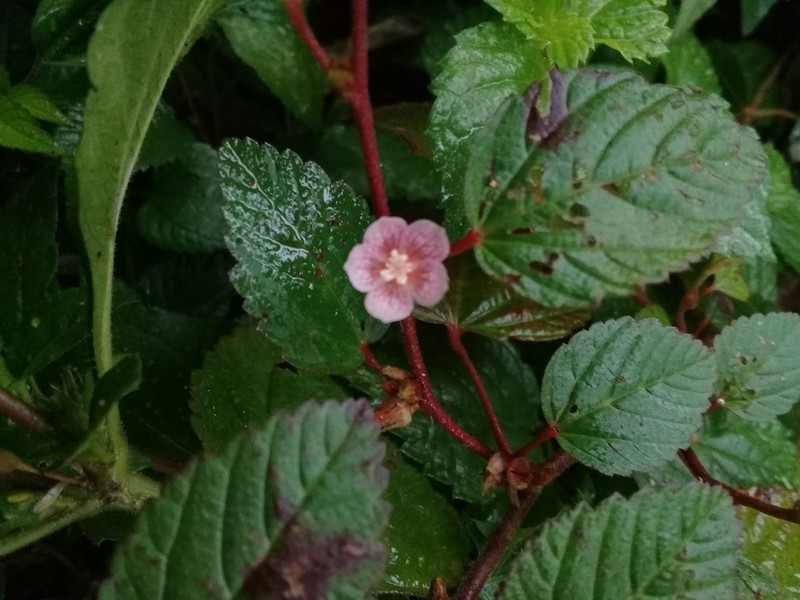 Bretonica Prieta photo 8