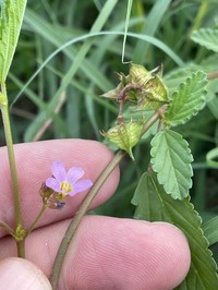 Pyramidflower