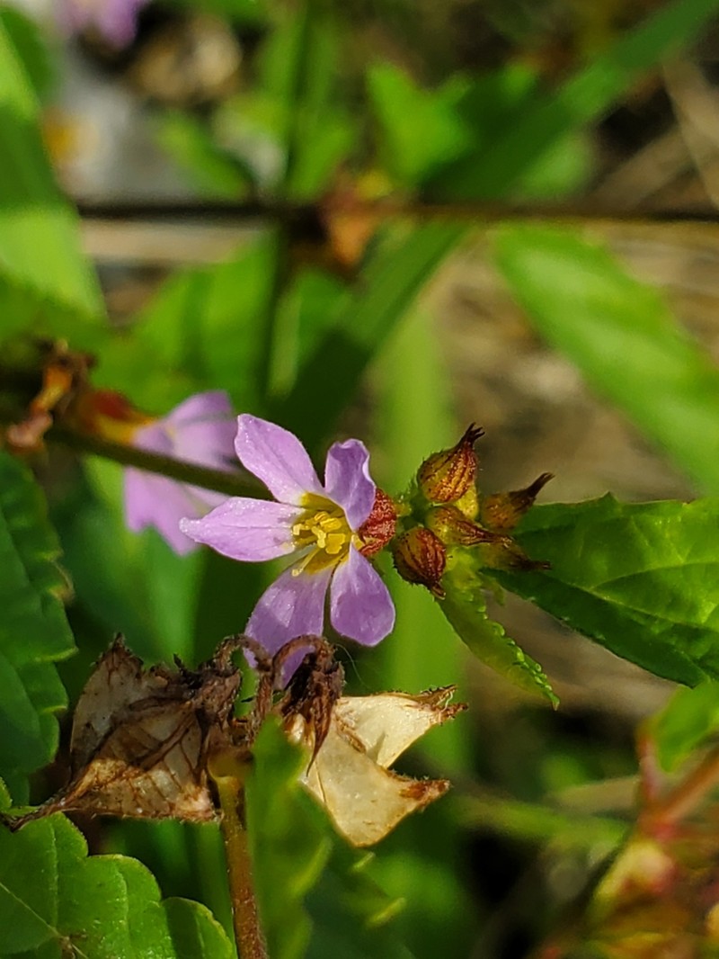 Pyramidflower photo 2