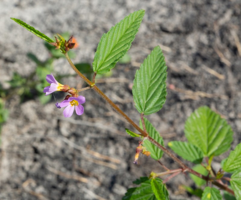 Pyramidflower photo 3
