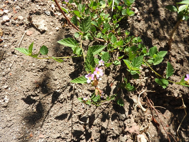Pyramidflower photo 4